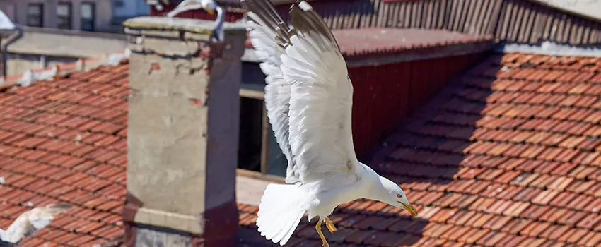 Residential Chimney Animal Removal Solution in Santa Barbara, CA